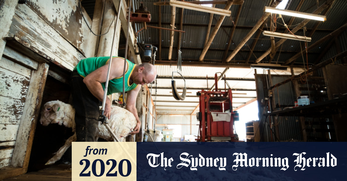 Click go the shearers as COVID 'crisis' bucks wool industry